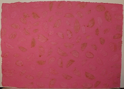 Indipaper - fuchsia benjamin (fuchsia benjamin)